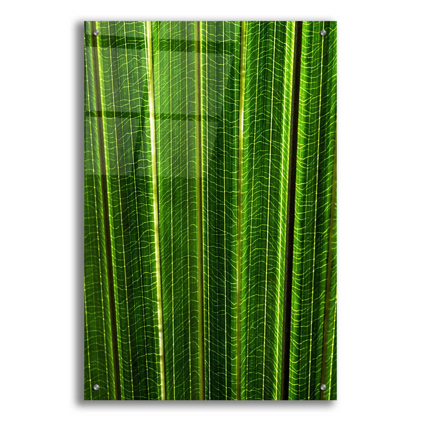 Epic Art 'The Great Green Wall' by Epic Portfolio Acrylic Glass Wall Art,24x36