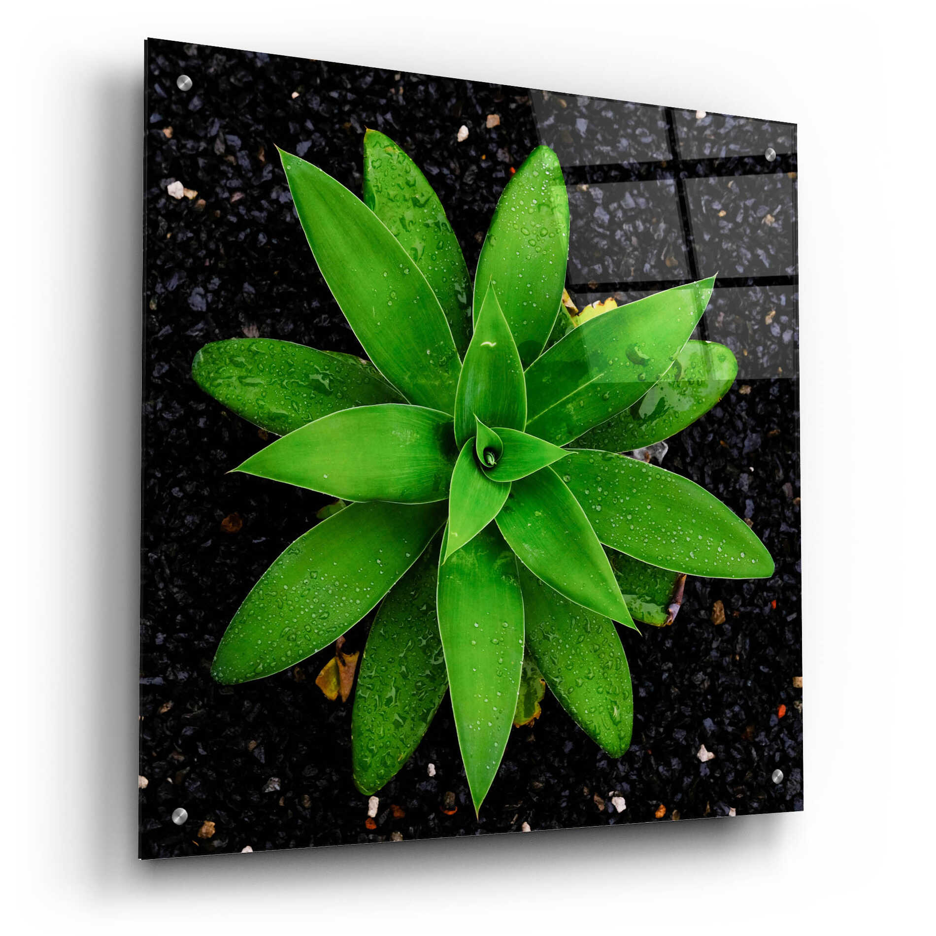 Epic Art 'The Green Bloom Crop' by Epic Portfolio Acrylic Glass Wall Art,24x24