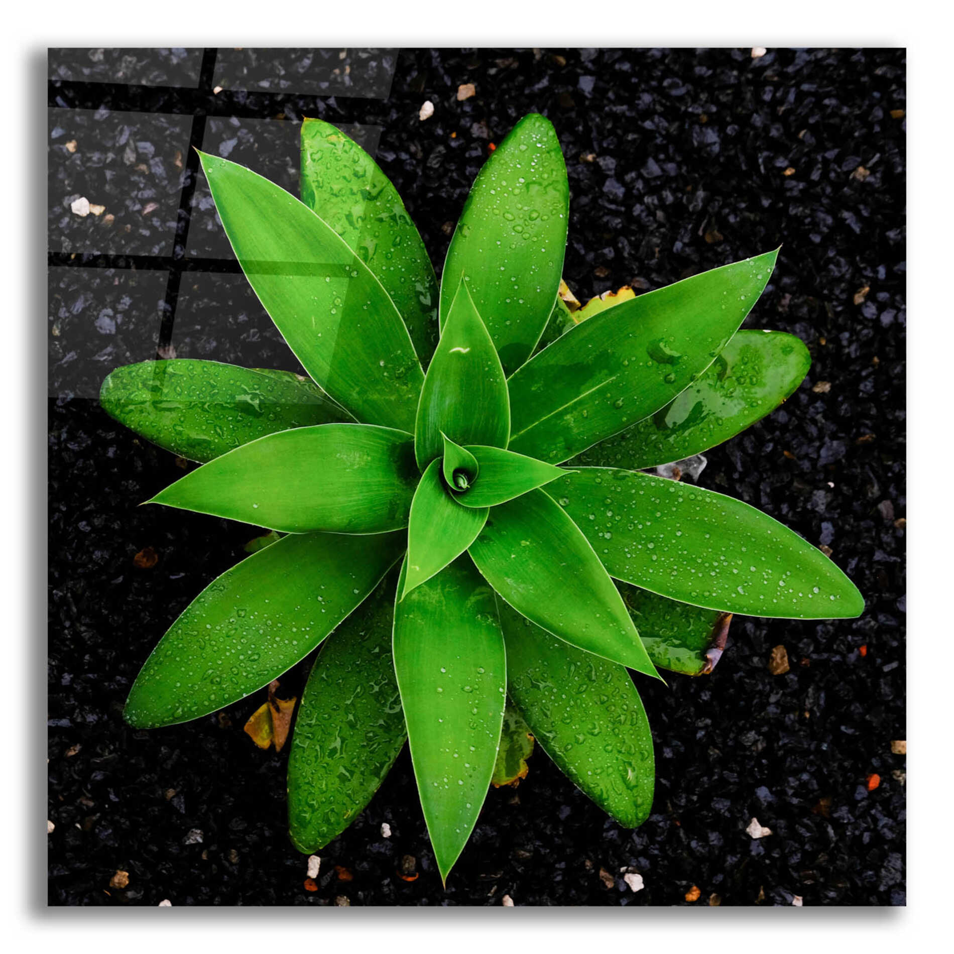 Epic Art 'The Green Bloom Crop' by Epic Portfolio Acrylic Glass Wall Art