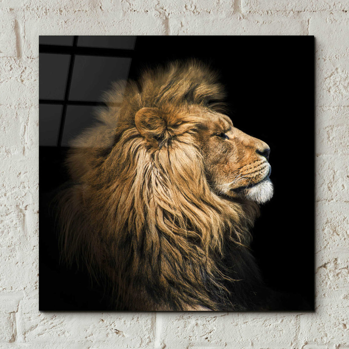 Epic Art 'The King Of The Jungle' by Epic Portfolio Acrylic Glass Wall Art,12x12
