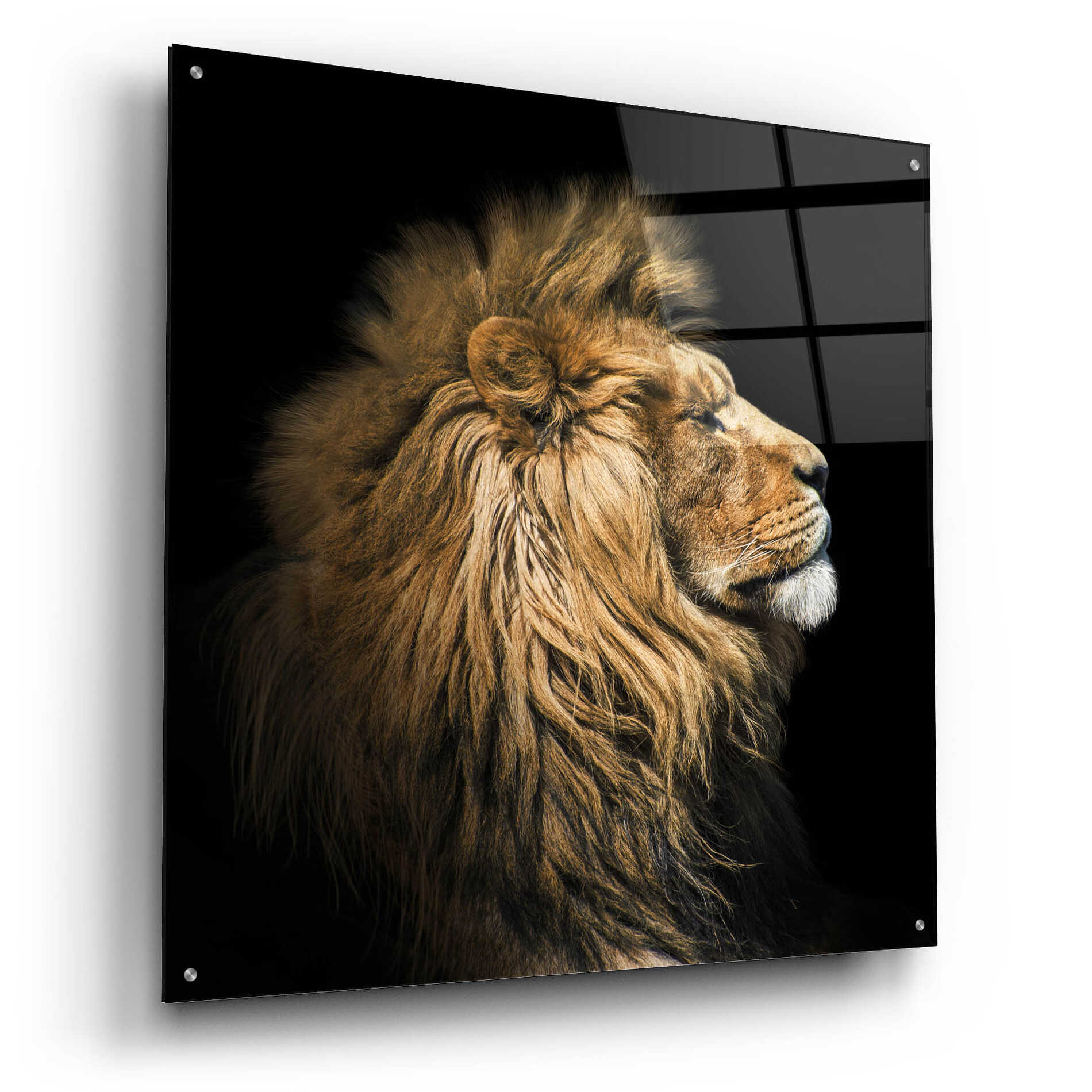 Epic Art 'The King Of The Jungle' by Epic Portfolio Acrylic Glass Wall Art,36x36