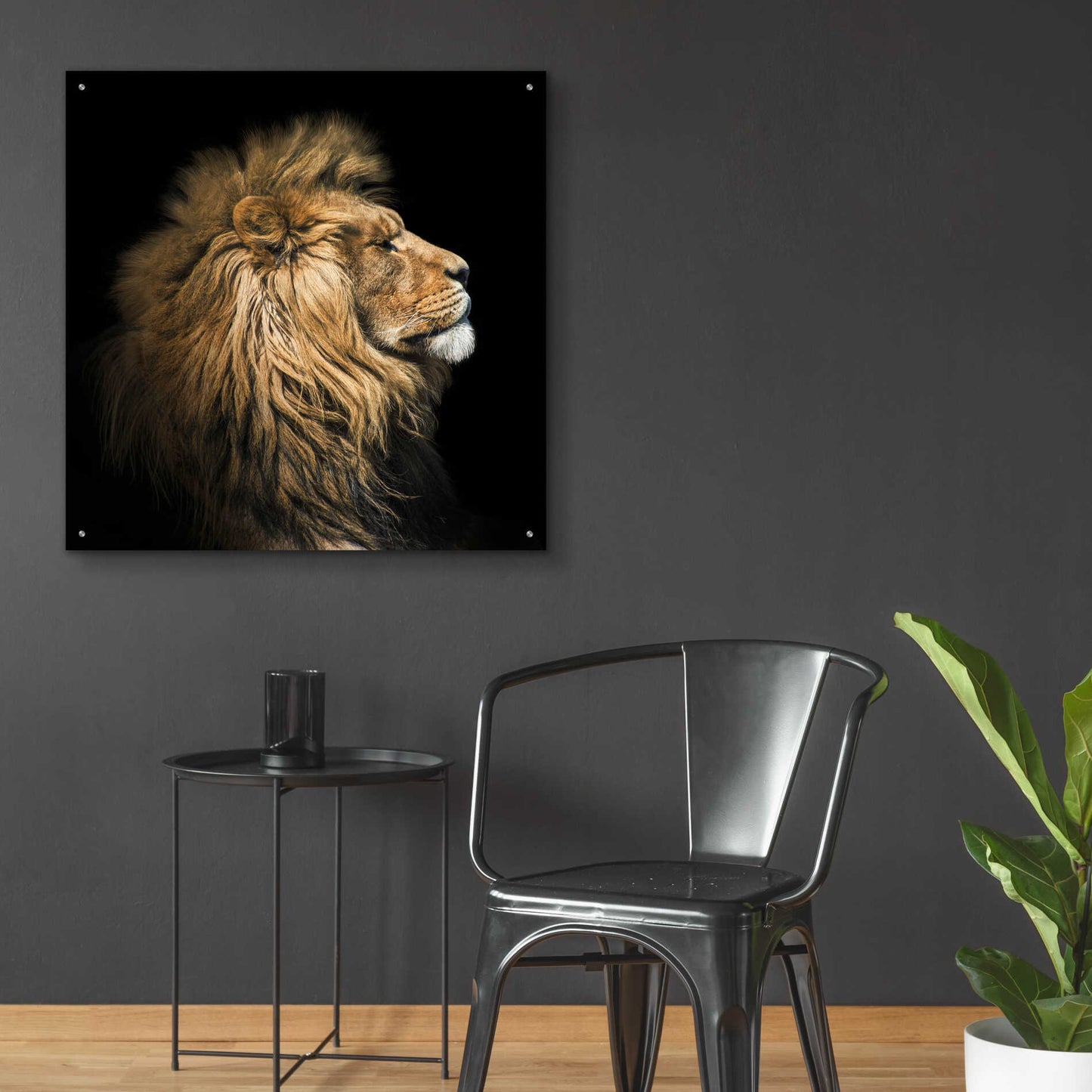 Epic Art 'The King Of The Jungle' by Epic Portfolio Acrylic Glass Wall Art,36x36