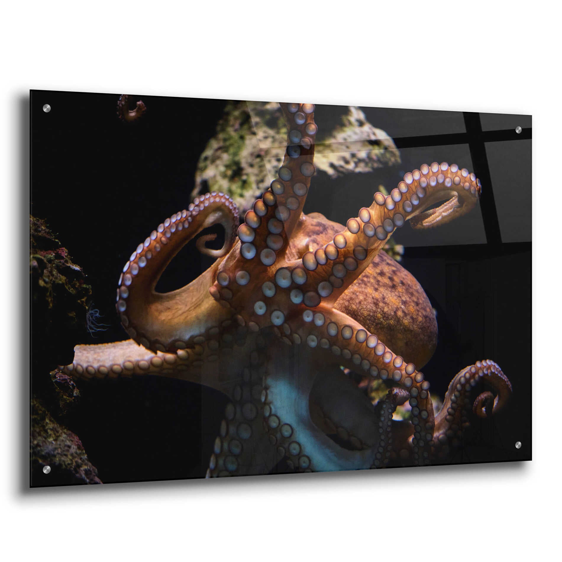 Epic Art 'The Kraken' by Epic Portfolio Acrylic Glass Wall Art,36x24