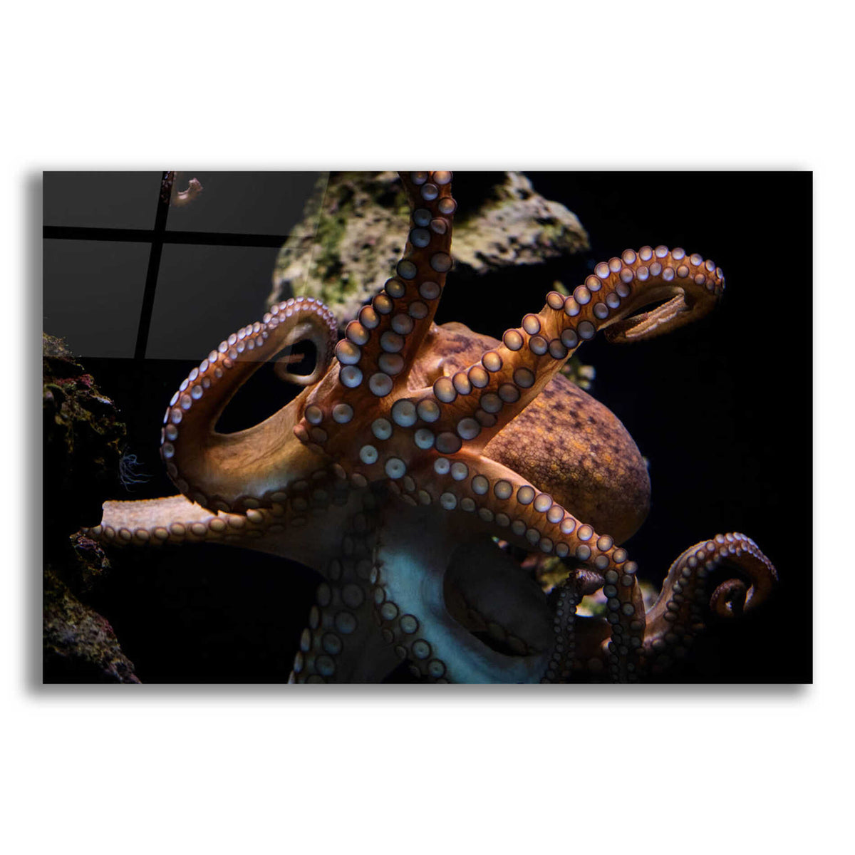 Epic Art 'The Kraken' by Epic Portfolio Acrylic Glass Wall Art