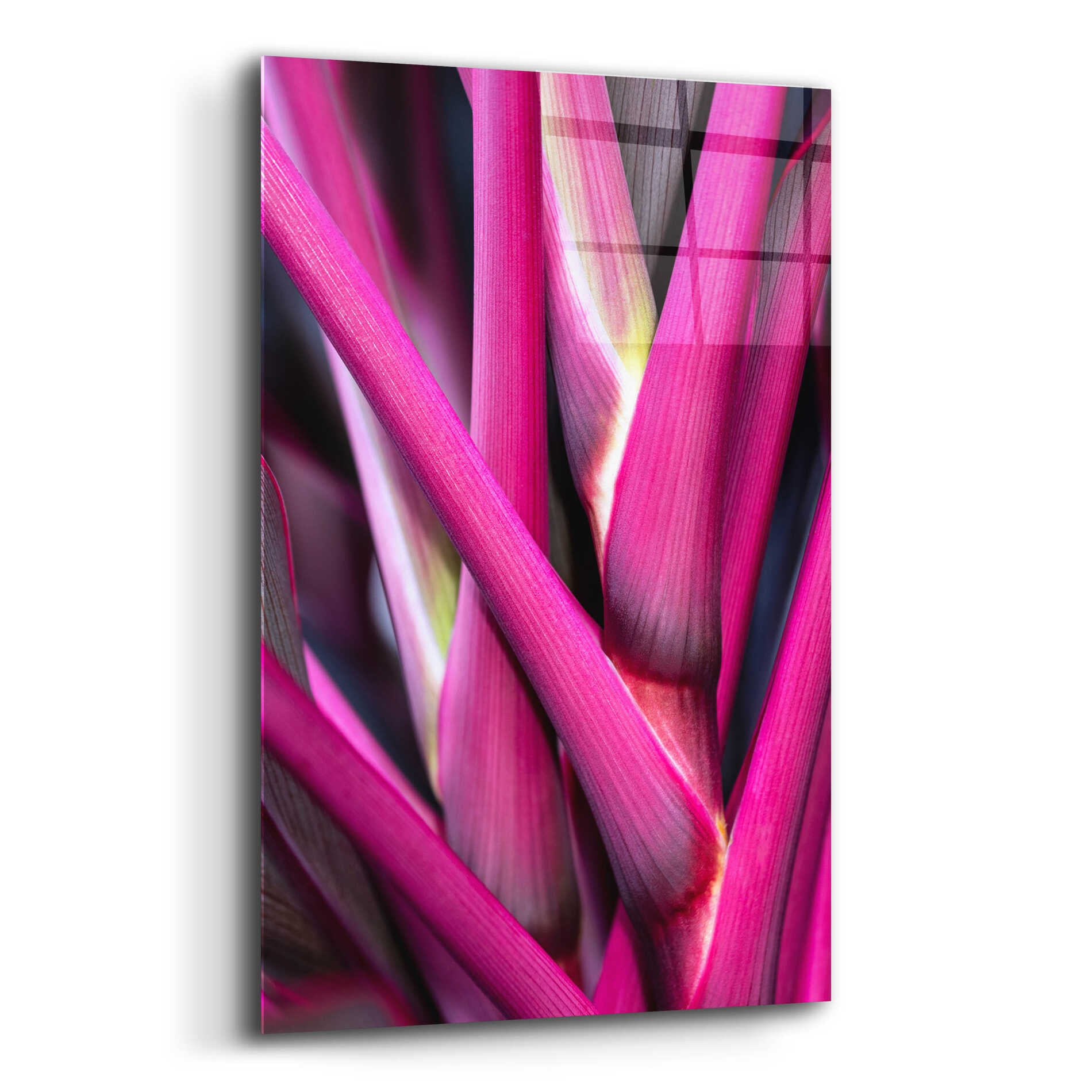 Epic Art 'The Pink Guardsman' by Epic Portfolio Acrylic Glass Wall Art,12x16