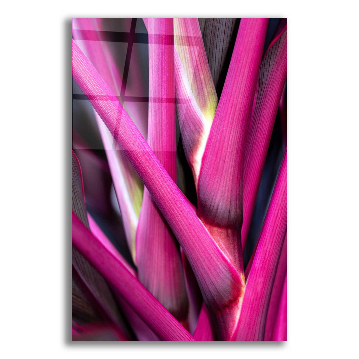 Epic Art 'The Pink Guardsman' by Epic Portfolio Acrylic Glass Wall Art,12x16