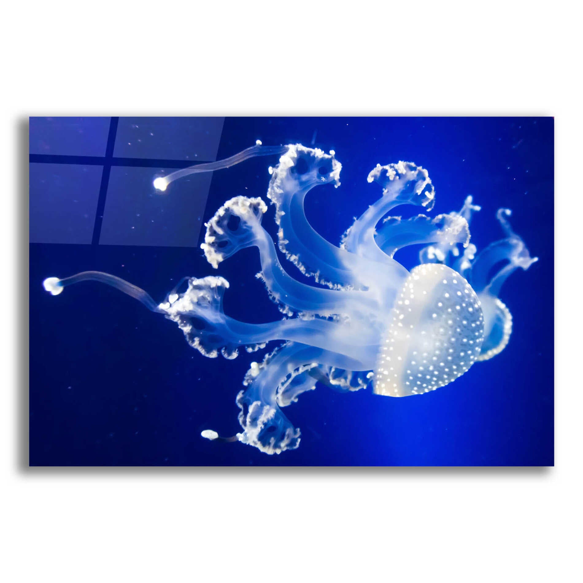 Epic Art 'Translucent Jellyfish' by Epic Portfolio Acrylic Glass Wall Art,16x12