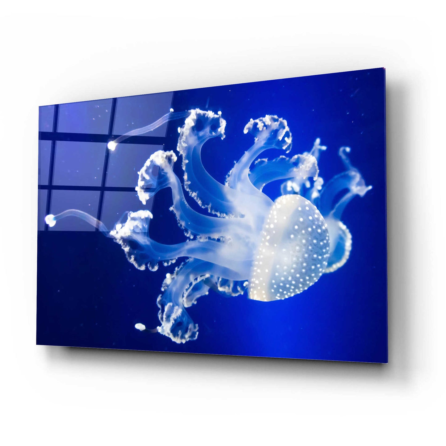 Epic Art 'Translucent Jellyfish' by Epic Portfolio Acrylic Glass Wall Art,24x16