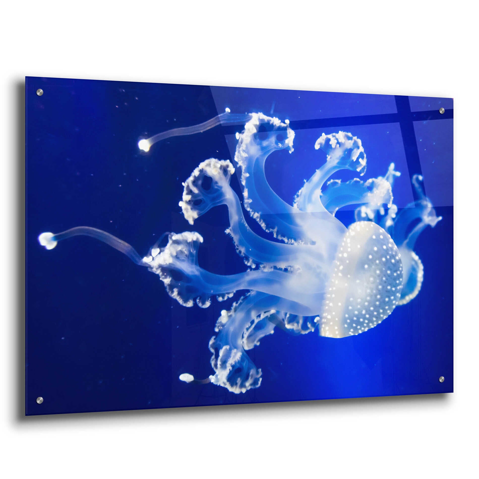 Epic Art 'Translucent Jellyfish' by Epic Portfolio Acrylic Glass Wall Art,36x24