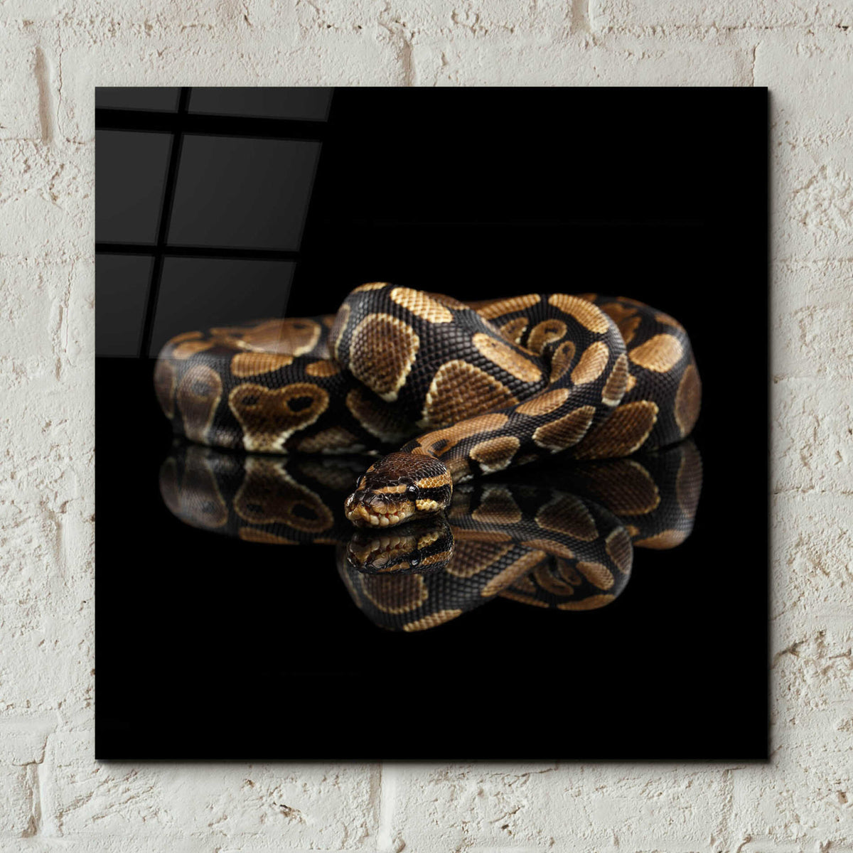 Epic Art 'Twisted' by Epic Portfolio Acrylic Glass Wall Art,12x12