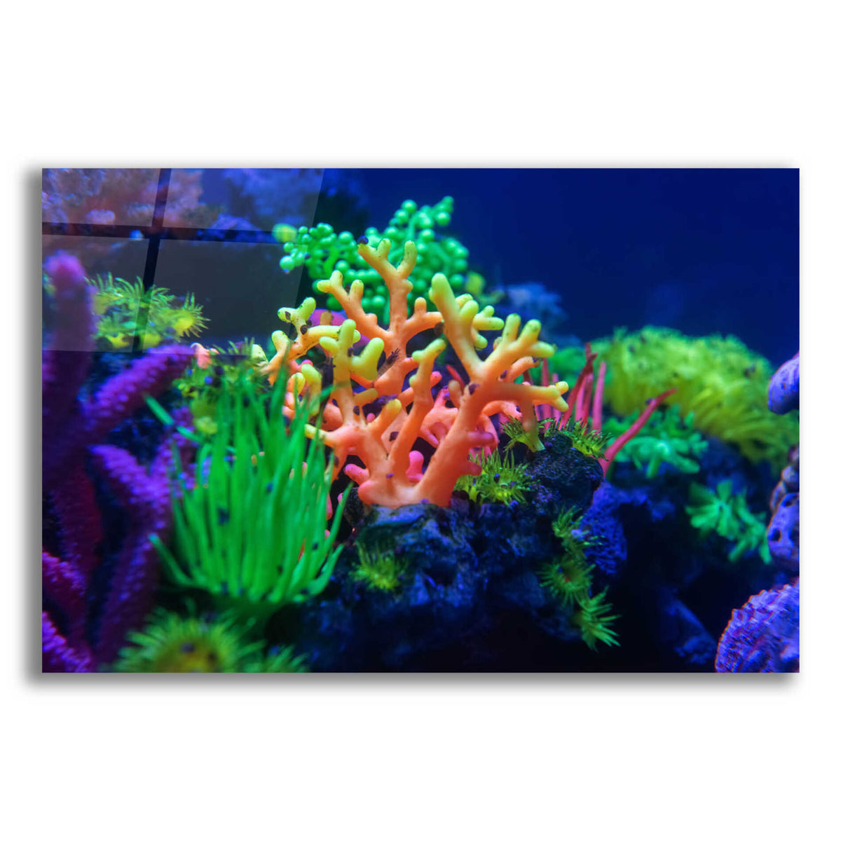 Epic Art 'Underwater Amazons' by Epic Portfolio Acrylic Glass Wall Art