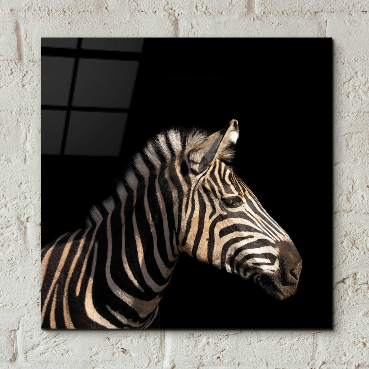 Epic Art 'Zebra' by Epic Portfolio Acrylic Glass Wall Art,12x12