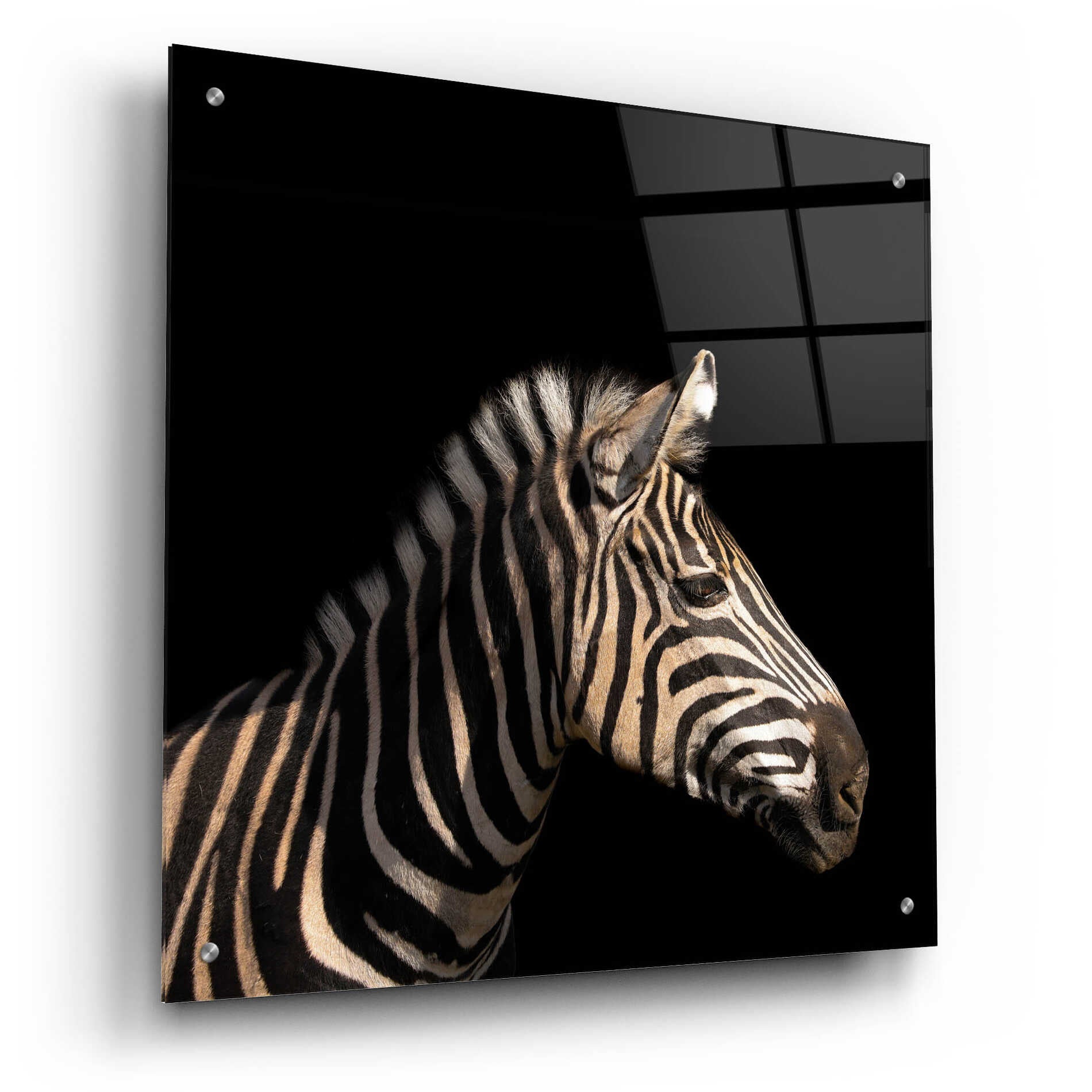 Epic Art 'Zebra' by Epic Portfolio Acrylic Glass Wall Art,24x24