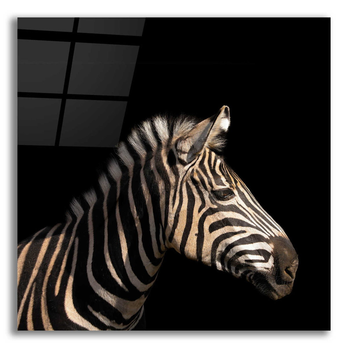 Epic Art 'Zebra' by Epic Portfolio Acrylic Glass Wall Art