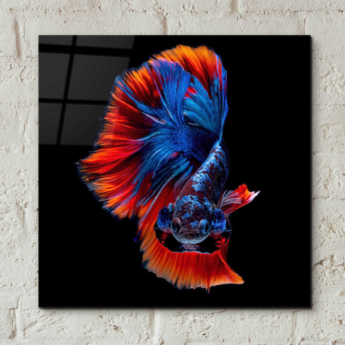 Epic Art 'Flamenco Fighter' by Epic Portfolio, Acrylic Glass Wall Art,12x12