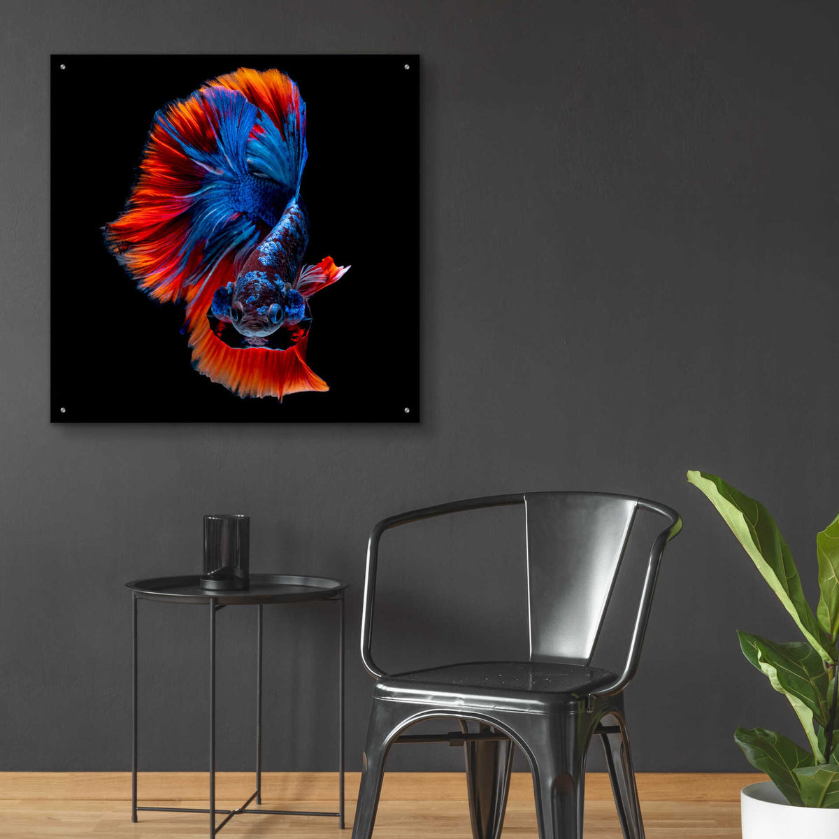Epic Art 'Flamenco Fighter' by Epic Portfolio, Acrylic Glass Wall Art,36x36