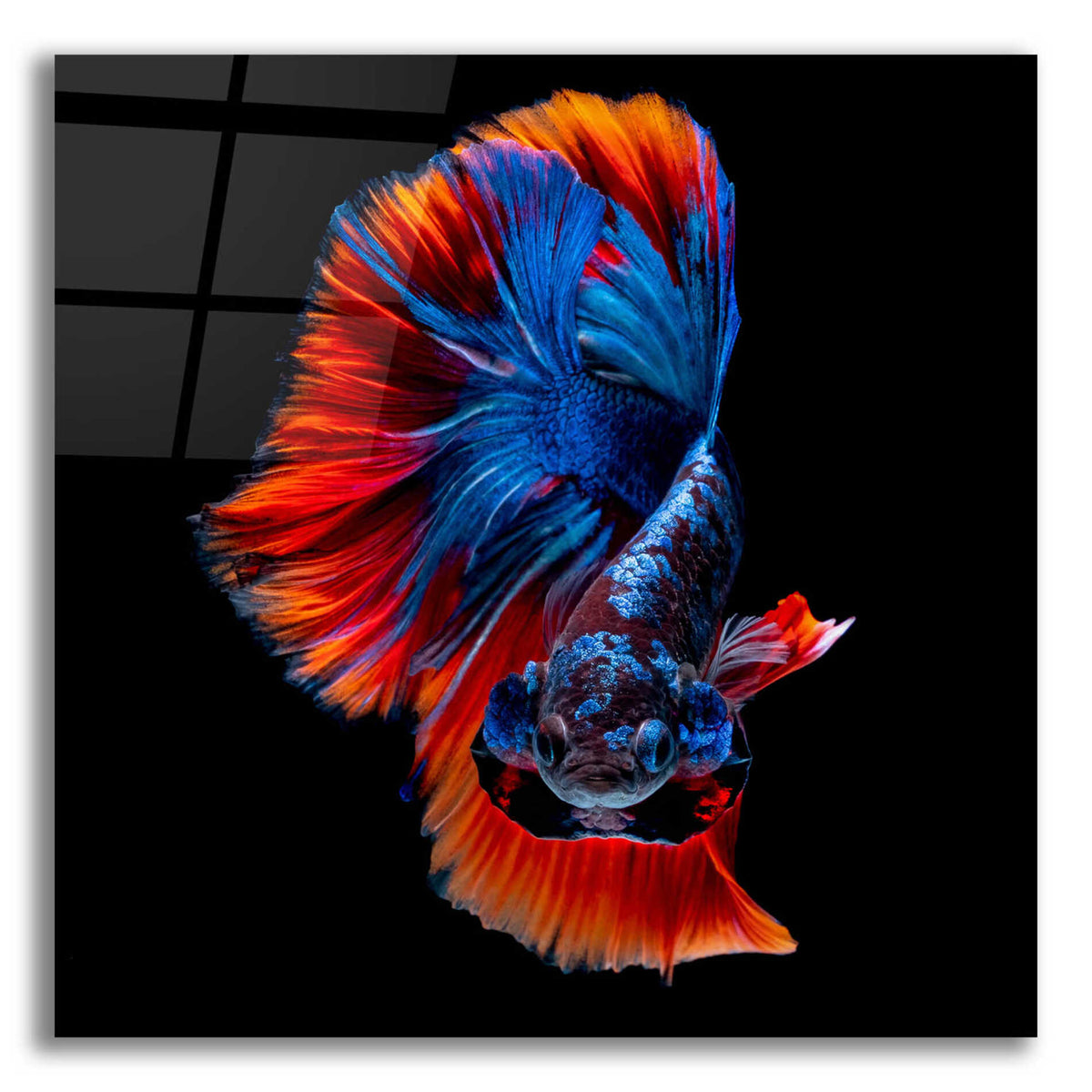 Epic Art 'Flamenco Fighter' by Epic Portfolio, Acrylic Glass Wall Art