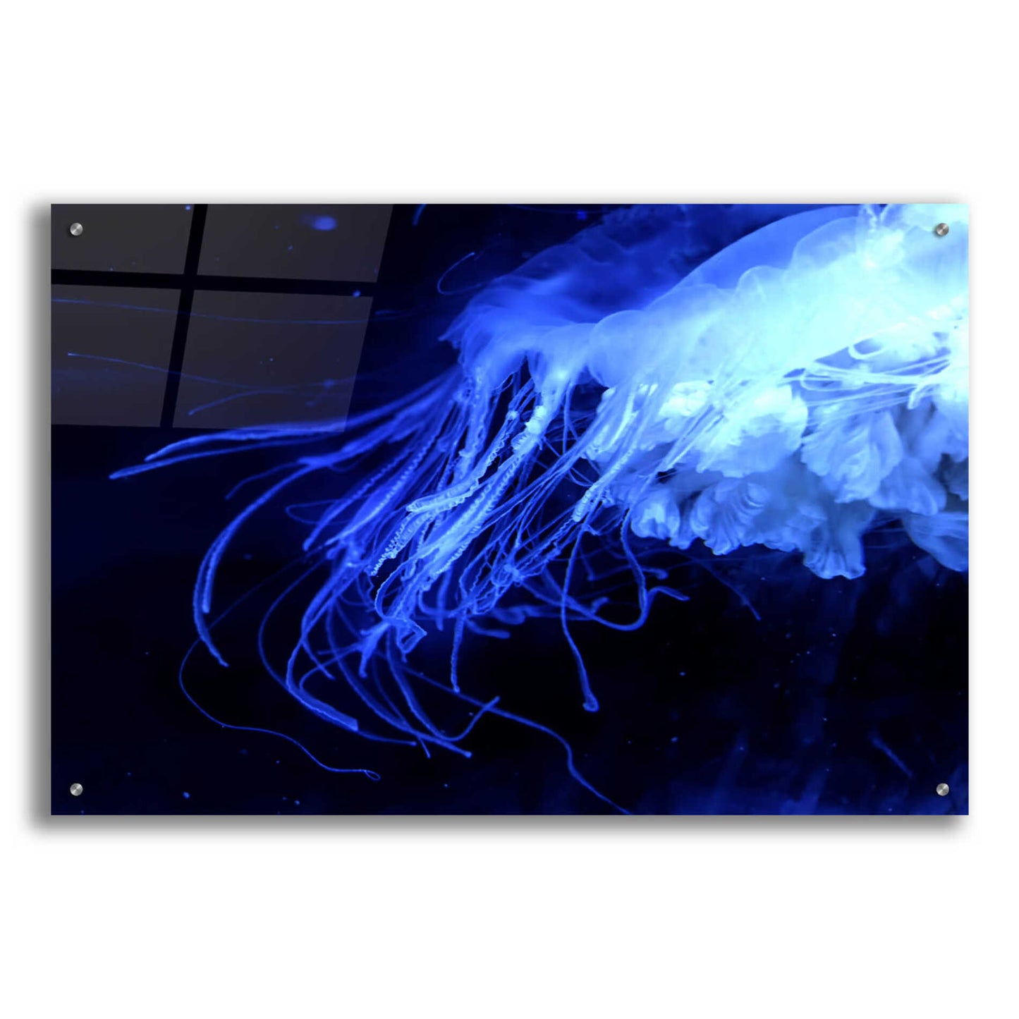 Epic Art 'Preditor' by Epic Portfolio, Acrylic Glass Wall Art,36x24