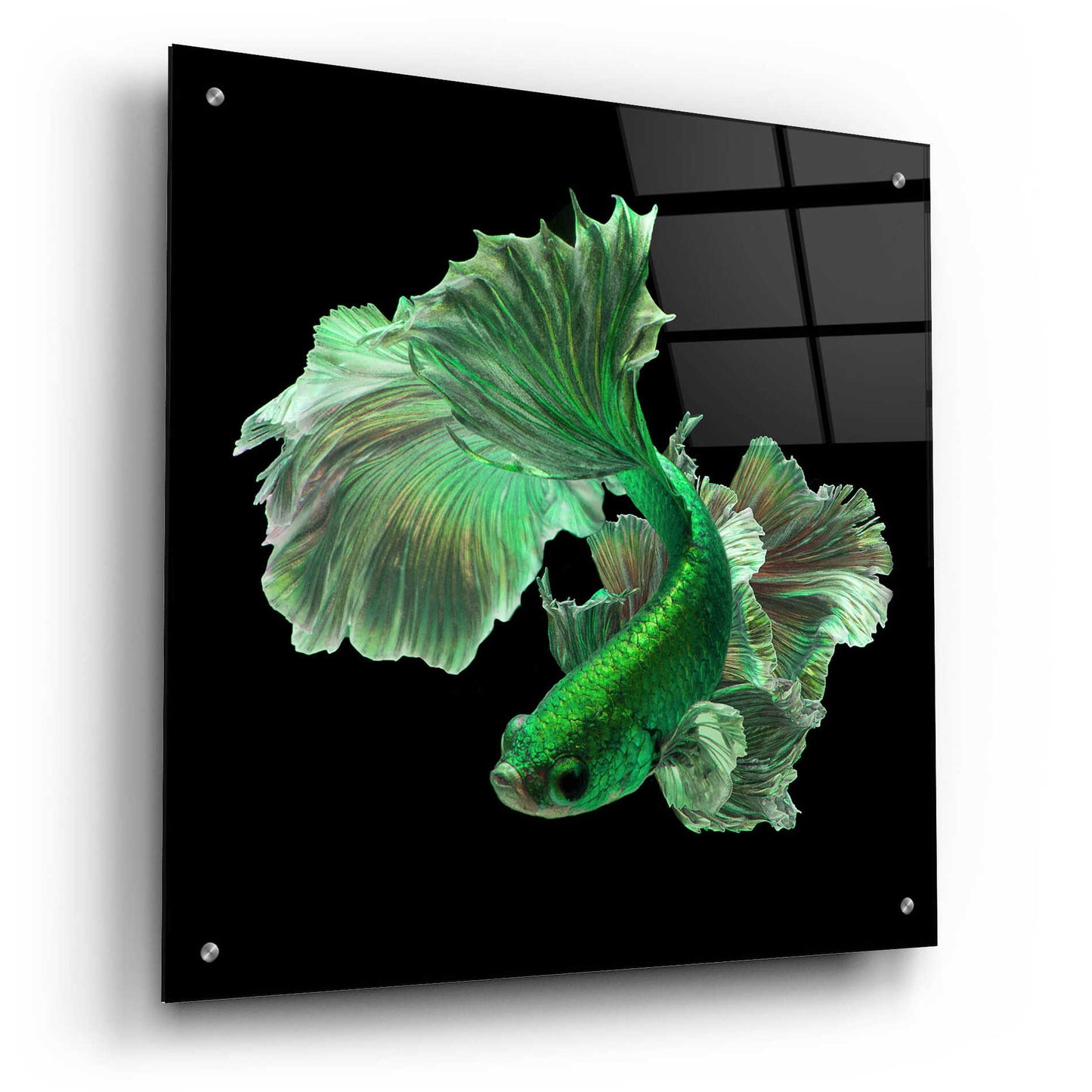 Epic Art 'Emerald Fighter' by Epic Portfolio, Acrylic Glass Wall Art,24x24