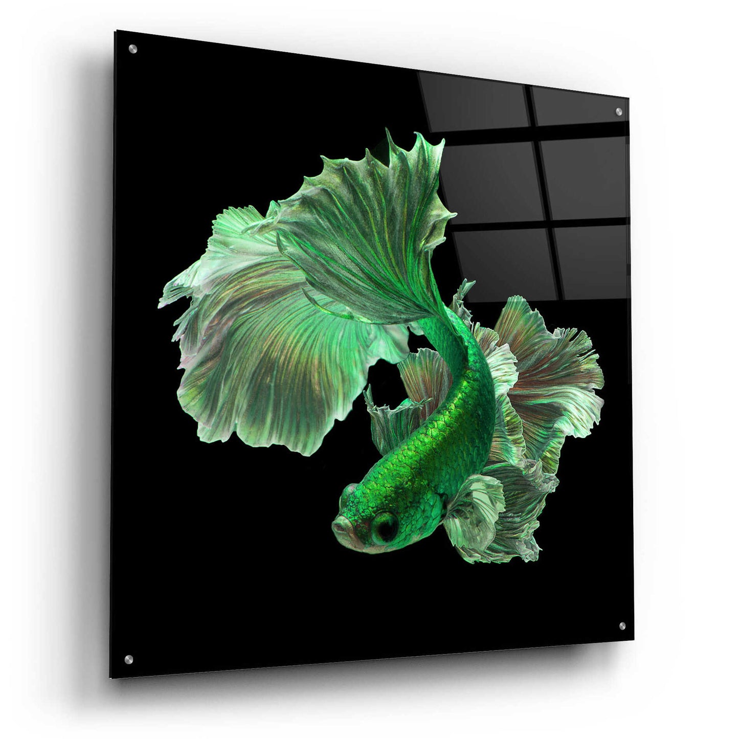 Epic Art 'Emerald Fighter' by Epic Portfolio, Acrylic Glass Wall Art,36x36