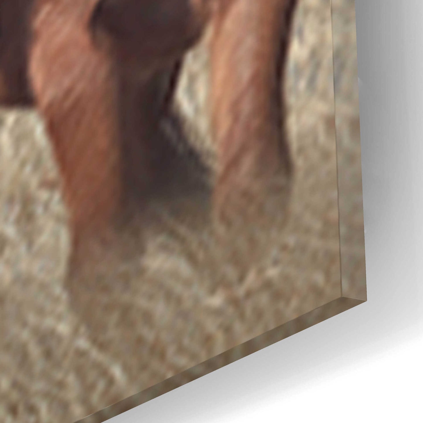 Epic Art 'Assateague Horses III' by Lori Deiter, Acrylic Glass Wall Art,16x12