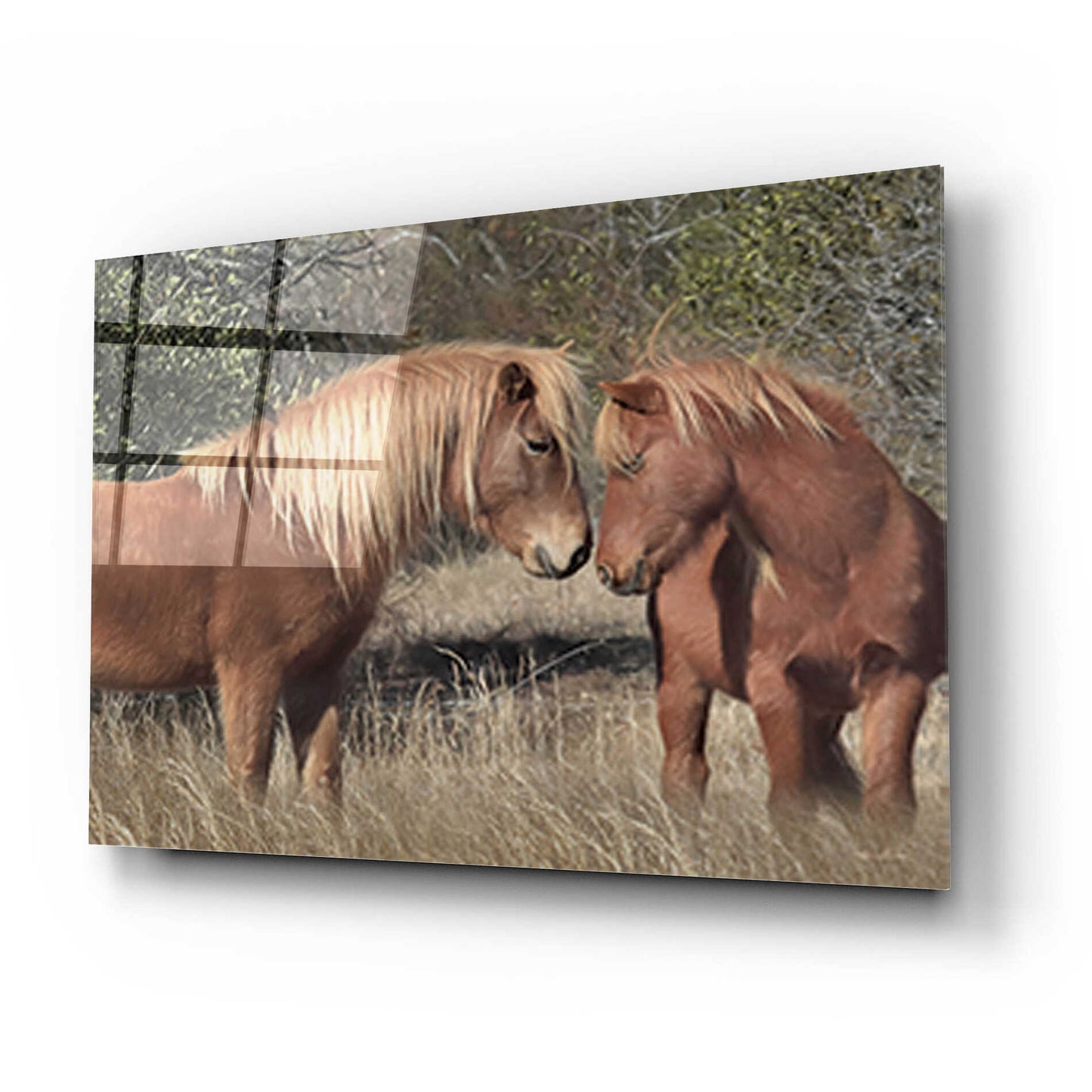 Epic Art 'Assateague Horses III' by Lori Deiter, Acrylic Glass Wall Art,24x16