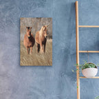 Epic Art 'Assateague Horses IV' by Lori Deiter, Acrylic Glass Wall Art,16x24