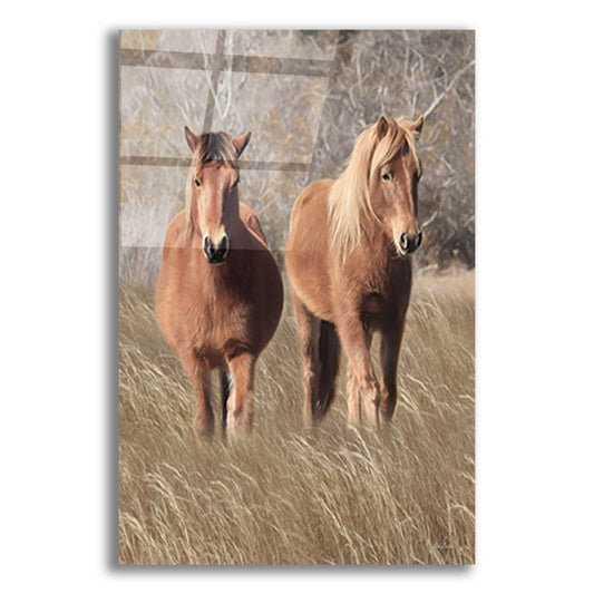 Epic Art 'Assateague Horses IV' by Lori Deiter, Acrylic Glass Wall Art