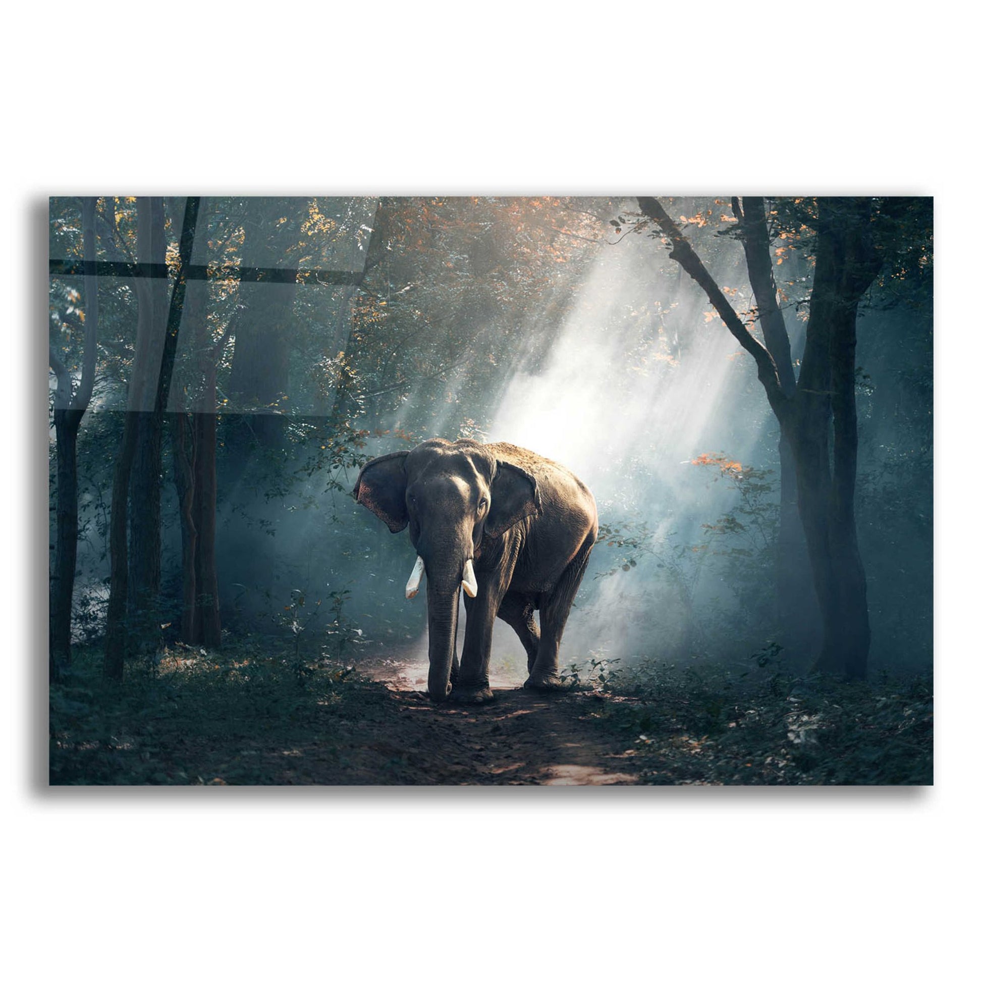 Epic Art 'Elephant' by Epic Portfolio, Acrylic Glass Wall Art,16x12