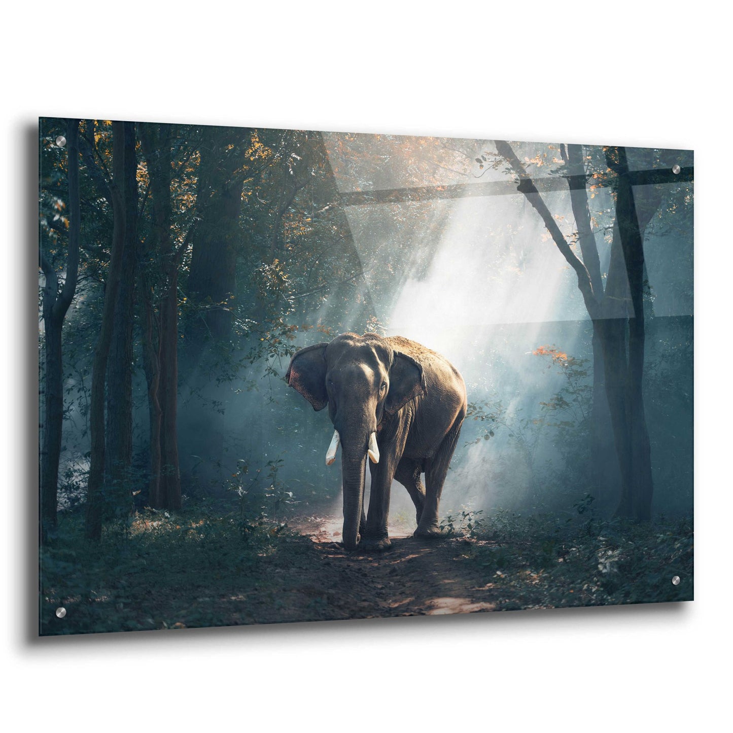 Epic Art 'Elephant' by Epic Portfolio, Acrylic Glass Wall Art,36x24