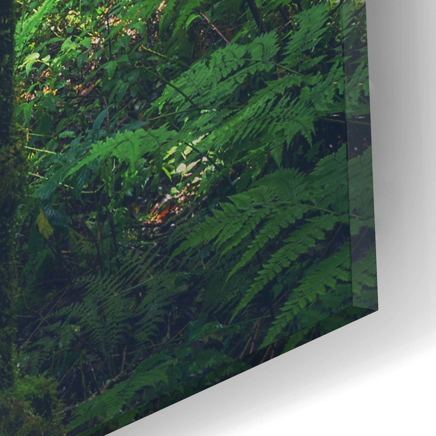 Epic Art 'Jungle' by Epic Portfolio, Acrylic Glass Wall Art,16x12