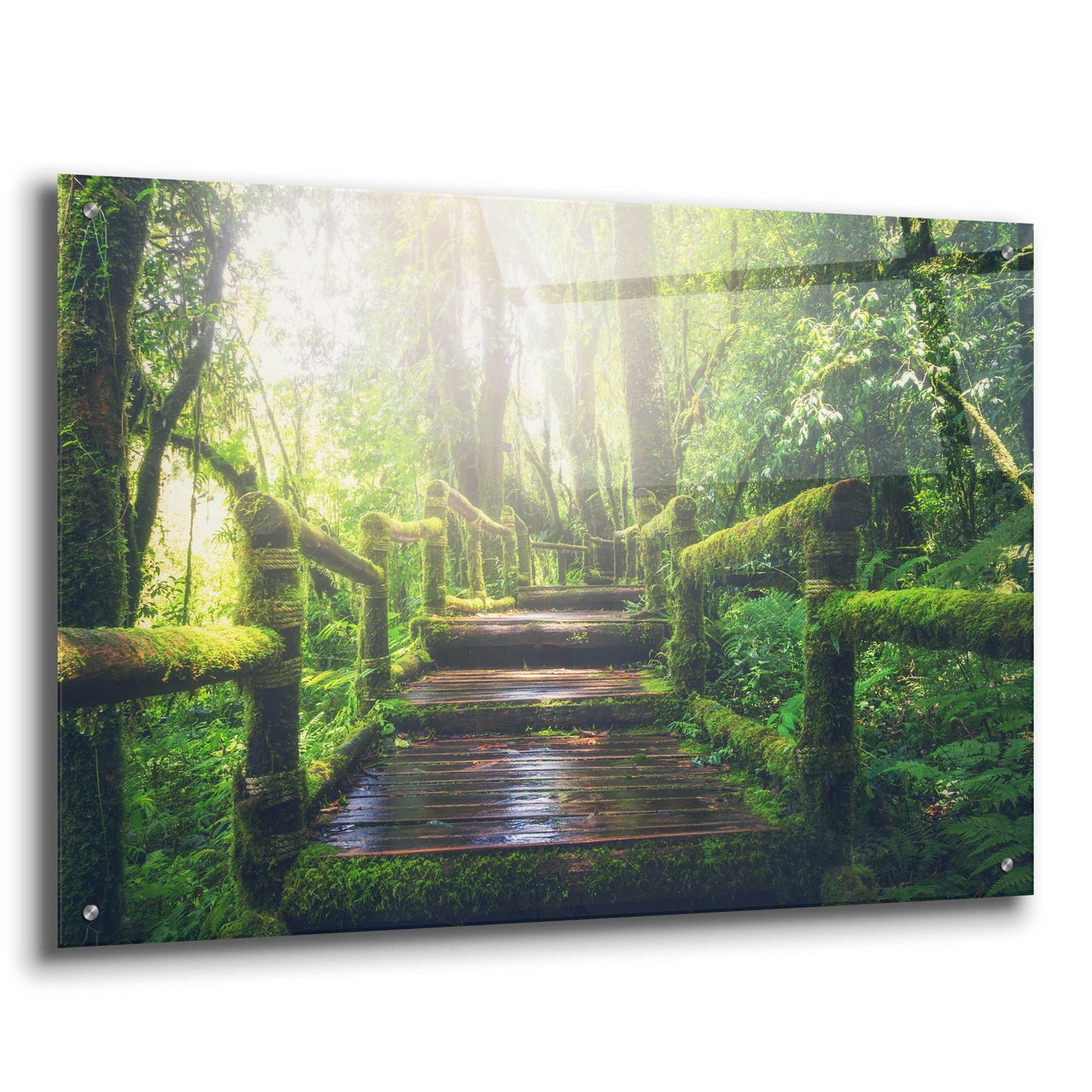 Epic Art 'Jungle' by Epic Portfolio, Acrylic Glass Wall Art,36x24