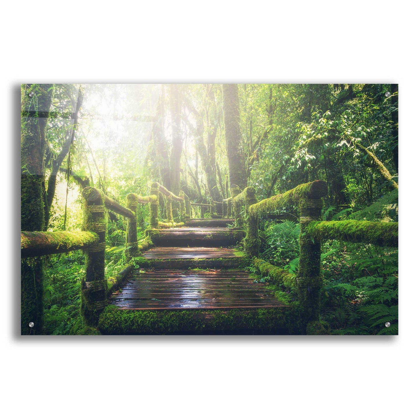 Epic Art 'Jungle' by Epic Portfolio, Acrylic Glass Wall Art,36x24