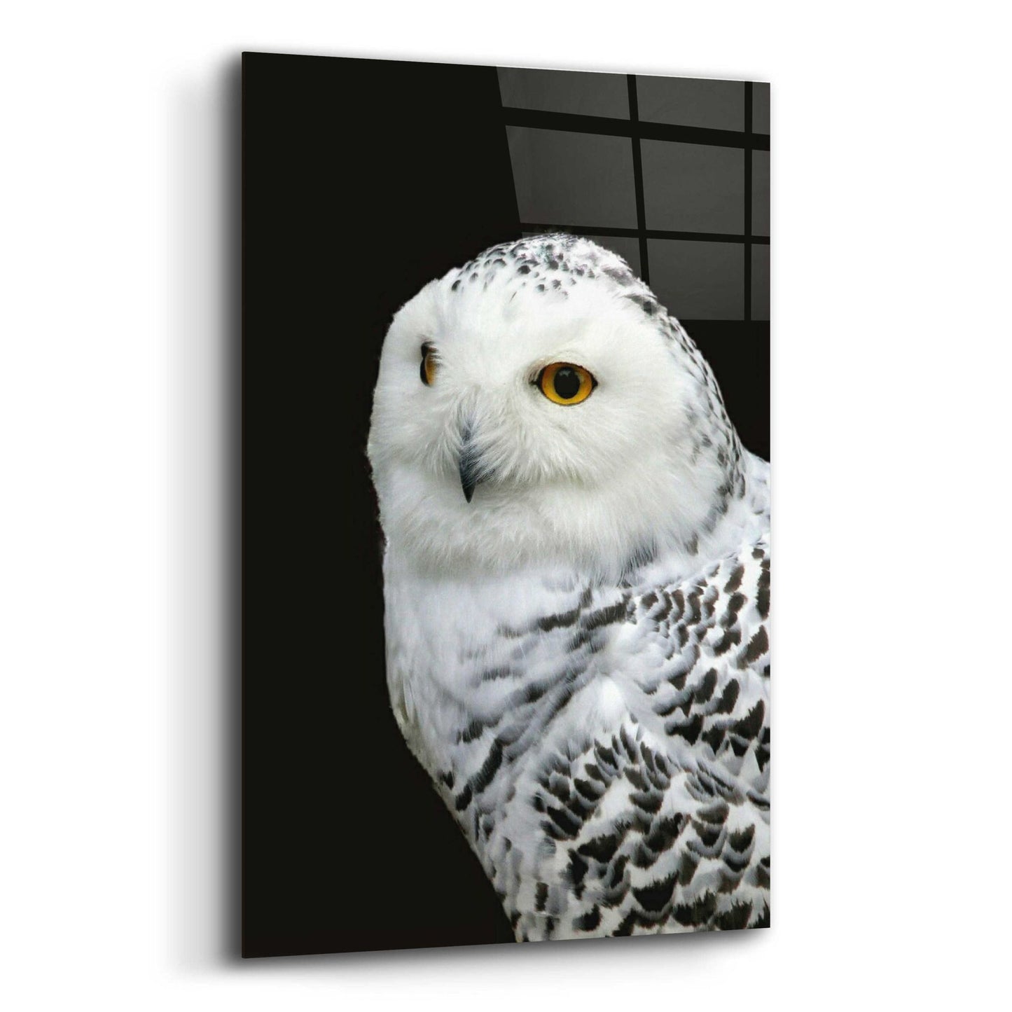 Epic Art 'Snowy Owl' by Epic Portfolio, Acrylic Glass Wall Art,12x16