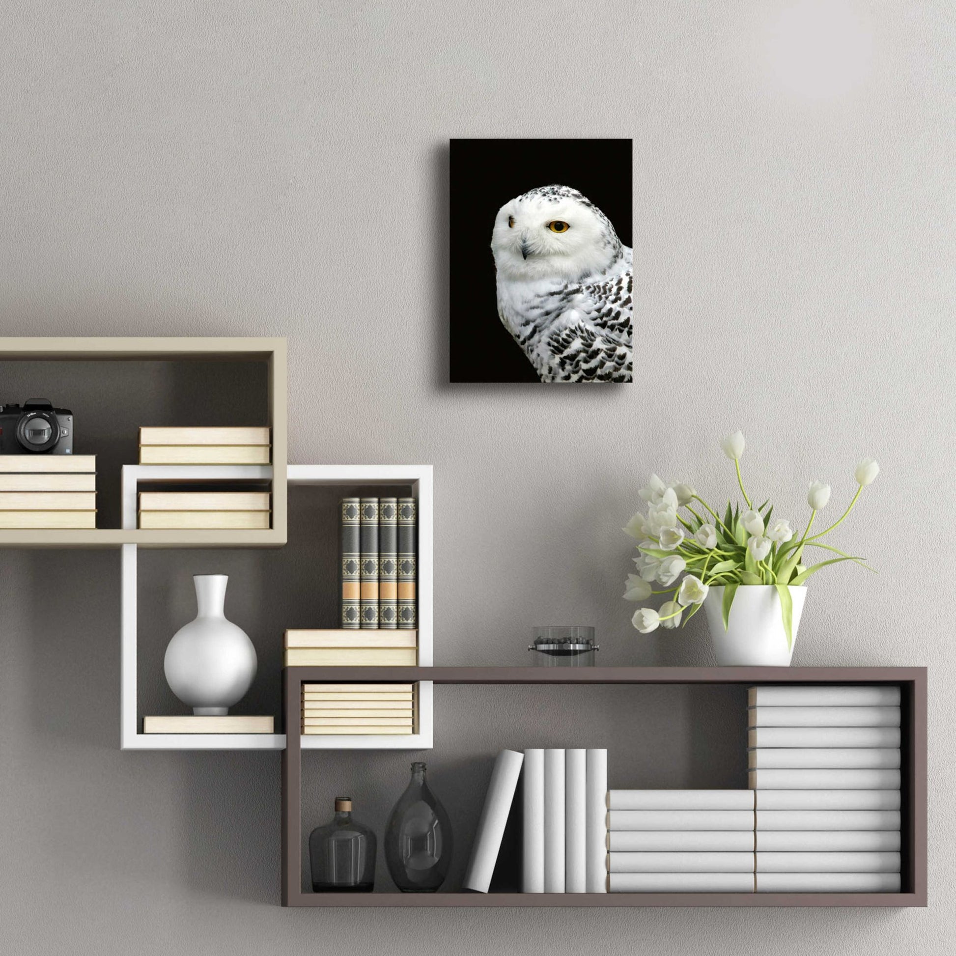 Epic Art 'Snowy Owl' by Epic Portfolio, Acrylic Glass Wall Art,12x16