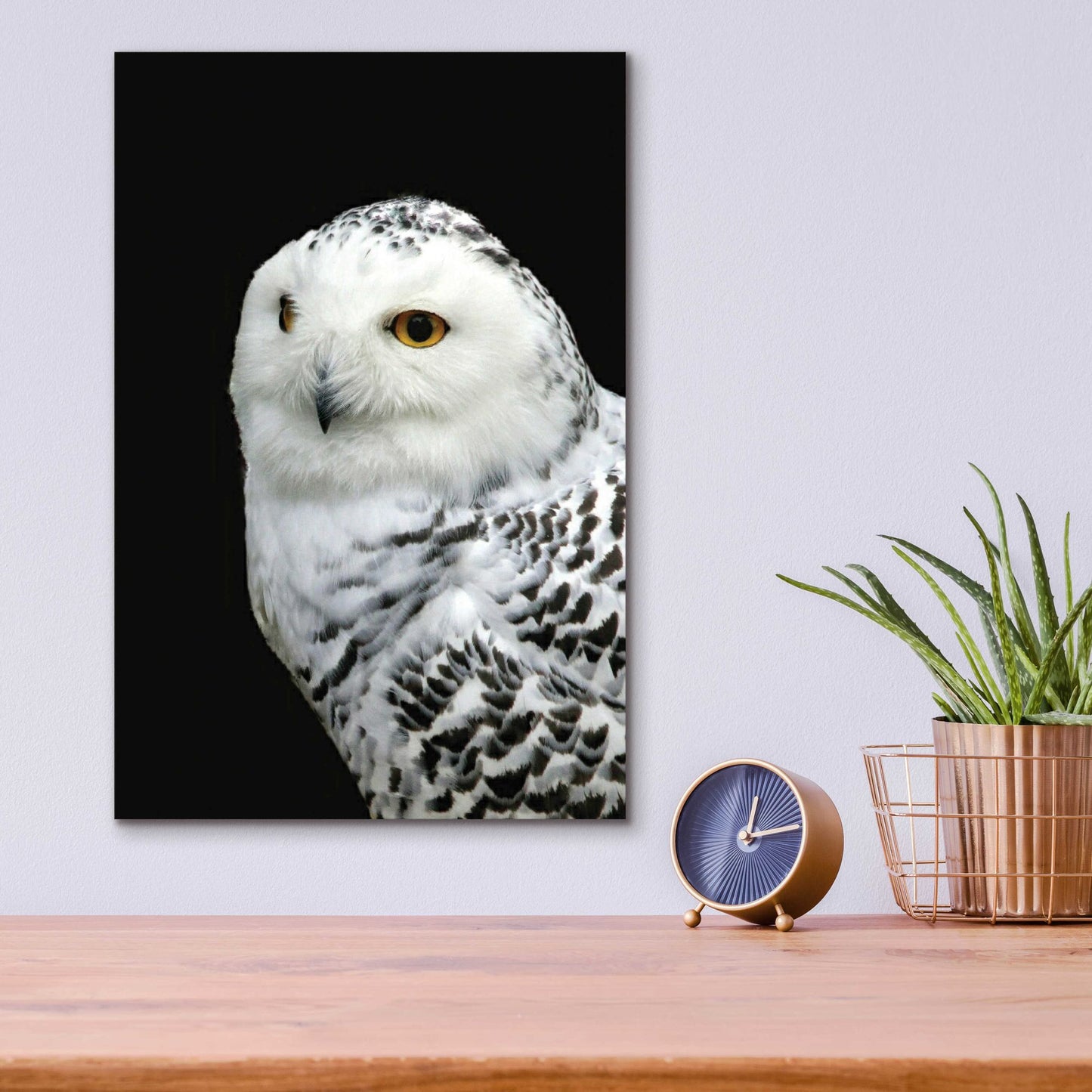 Epic Art 'Snowy Owl' by Epic Portfolio, Acrylic Glass Wall Art,12x16