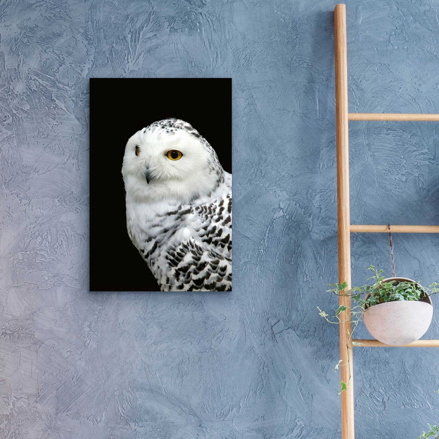 Epic Art 'Snowy Owl' by Epic Portfolio, Acrylic Glass Wall Art,16x24