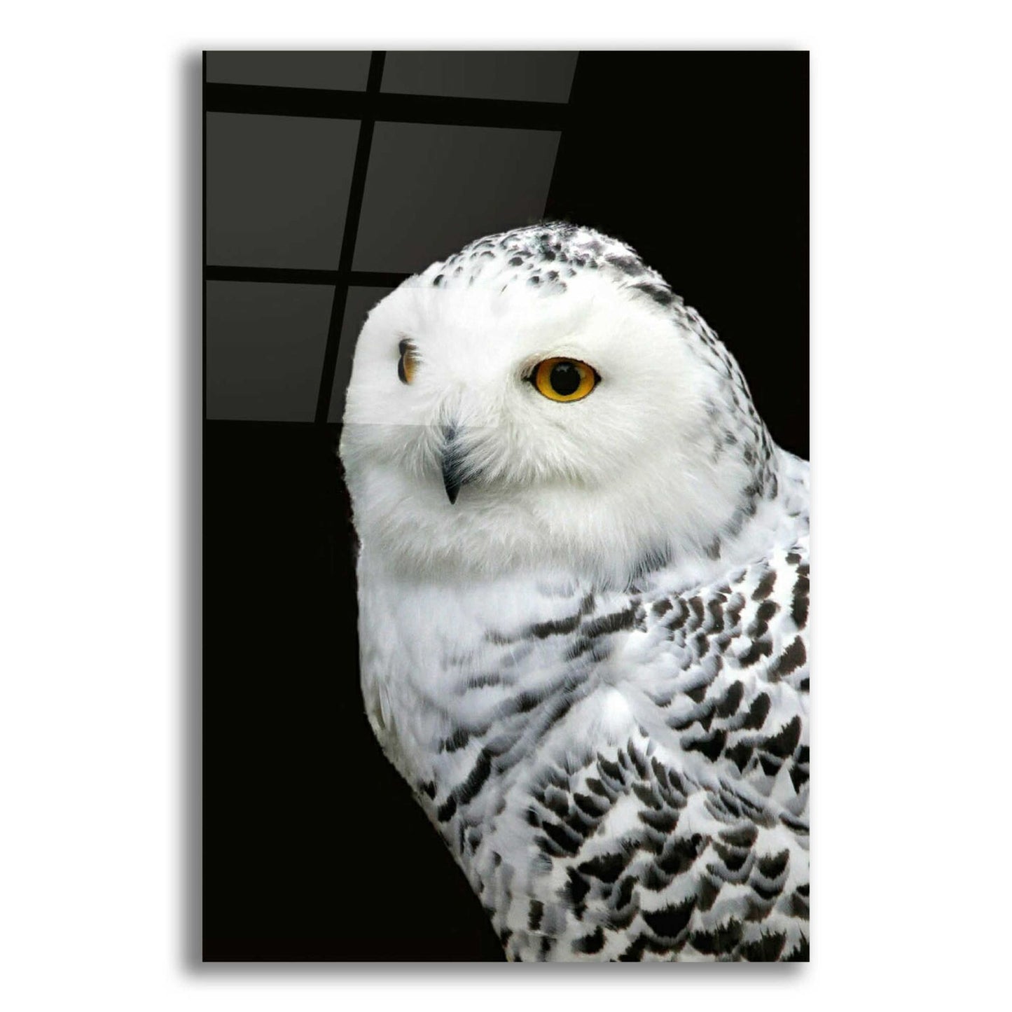 Epic Art 'Snowy Owl' by Epic Portfolio, Acrylic Glass Wall Art,16x24