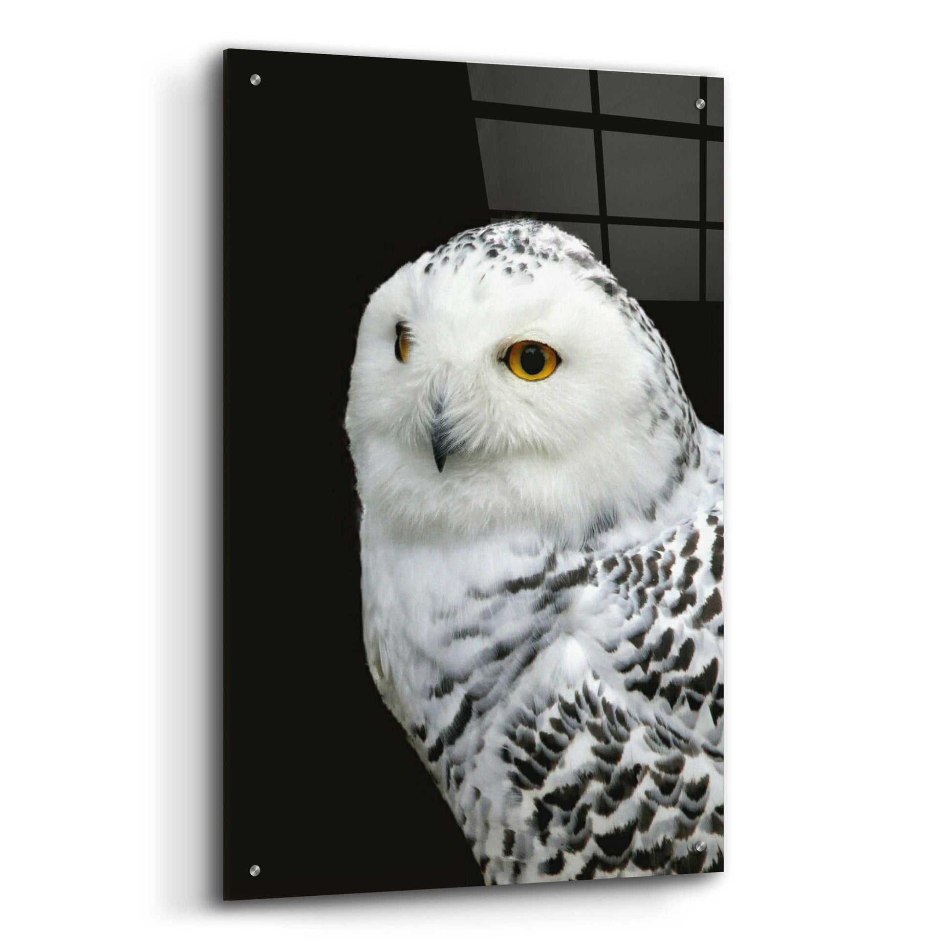 Epic Art 'Snowy Owl' by Epic Portfolio, Acrylic Glass Wall Art,24x36