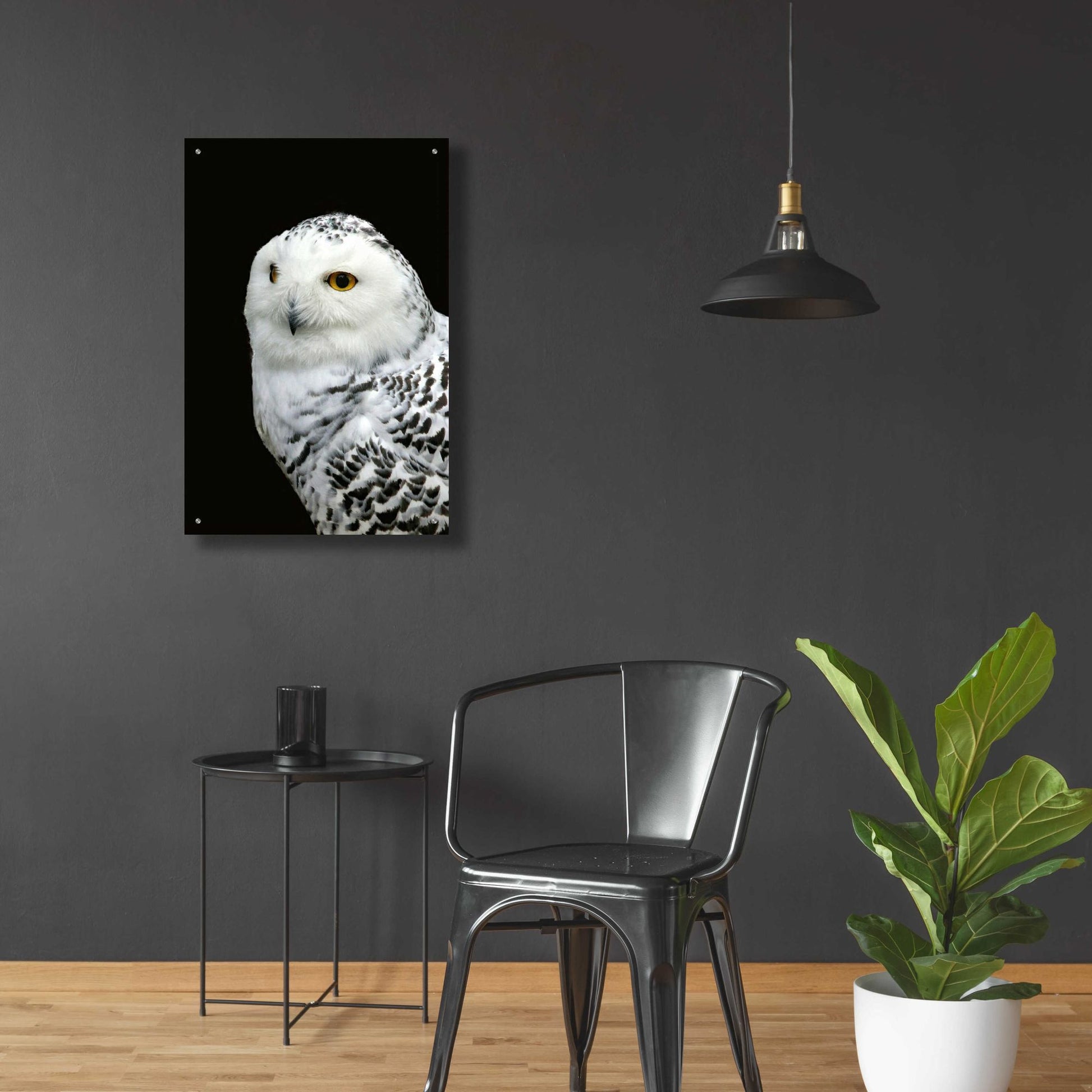 Epic Art 'Snowy Owl' by Epic Portfolio, Acrylic Glass Wall Art,24x36