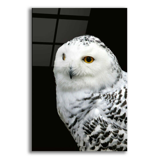 Epic Art 'Snowy Owl' by Epic Portfolio, Acrylic Glass Wall Art
