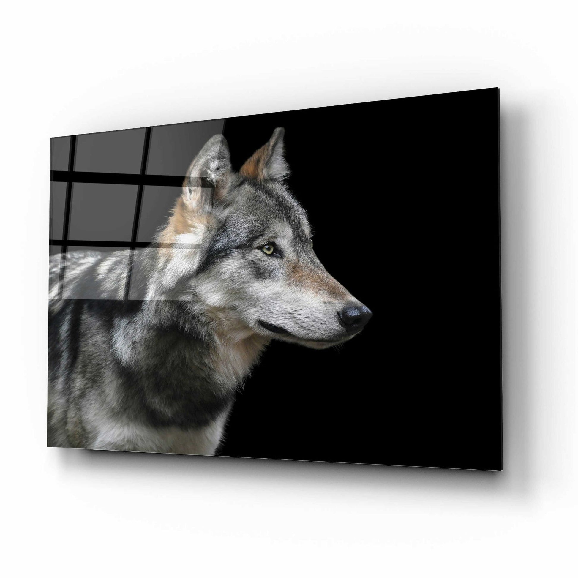 Epic Art 'Wolf' by Epic Portfolio, Acrylic Glass Wall Art,16x12