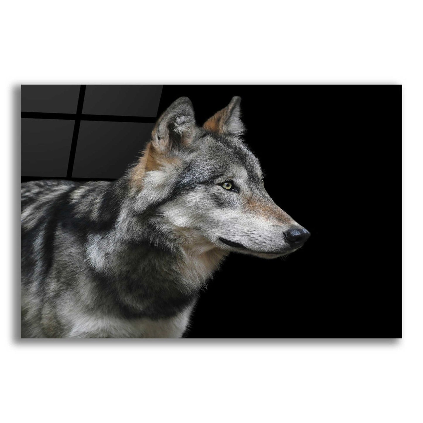 Epic Art 'Wolf' by Epic Portfolio, Acrylic Glass Wall Art,16x12