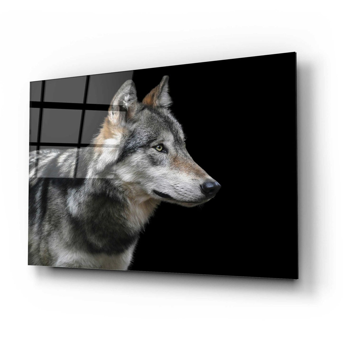 Epic Art 'Wolf' by Epic Portfolio, Acrylic Glass Wall Art,24x16