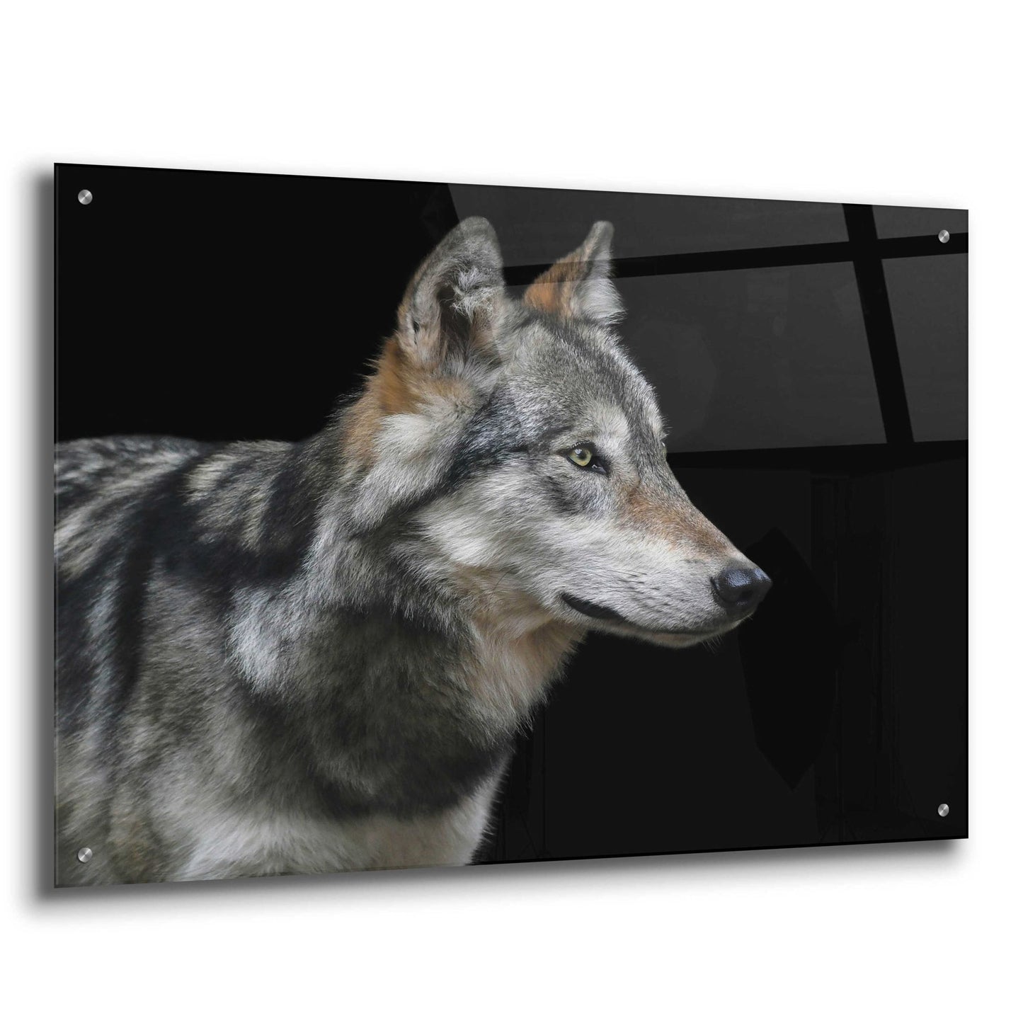 Epic Art 'Wolf' by Epic Portfolio, Acrylic Glass Wall Art,36x24