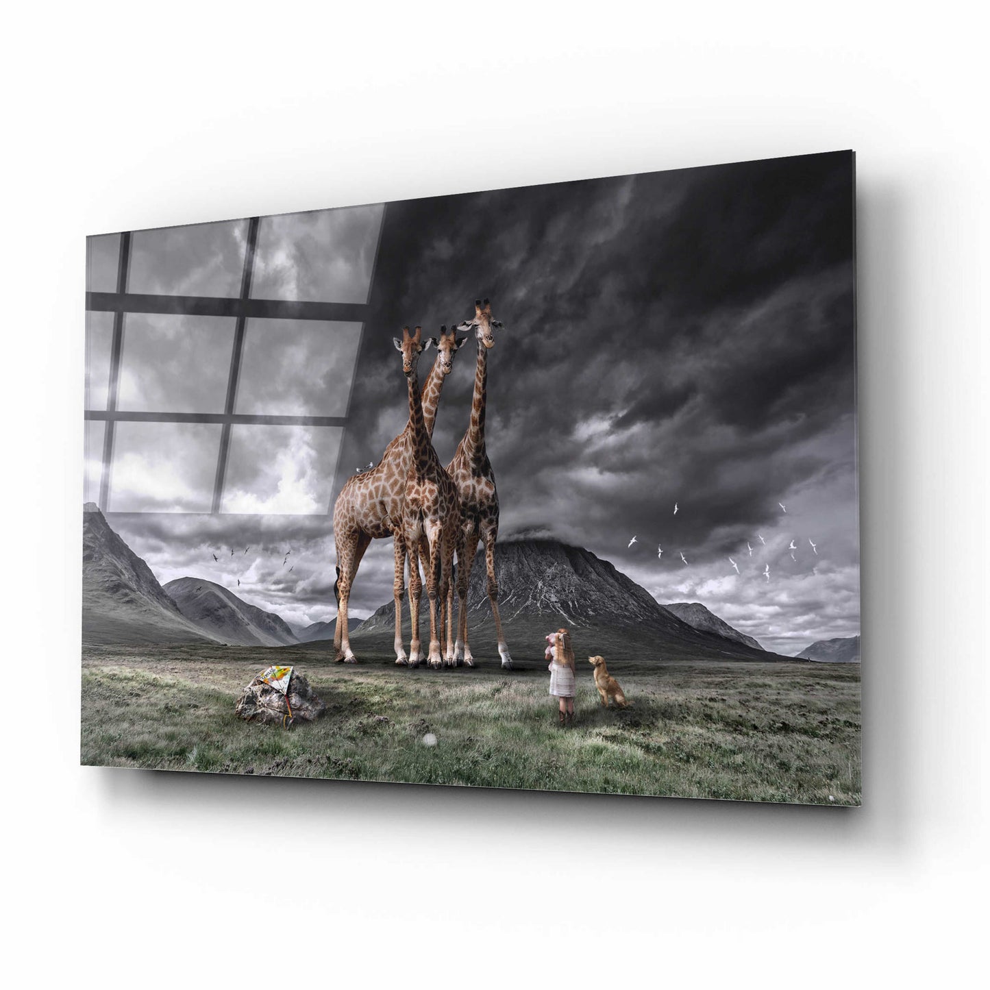 Epic Art 'Long Neck Scotland' by Alan, Acrylic Glass Wall Art,16x12