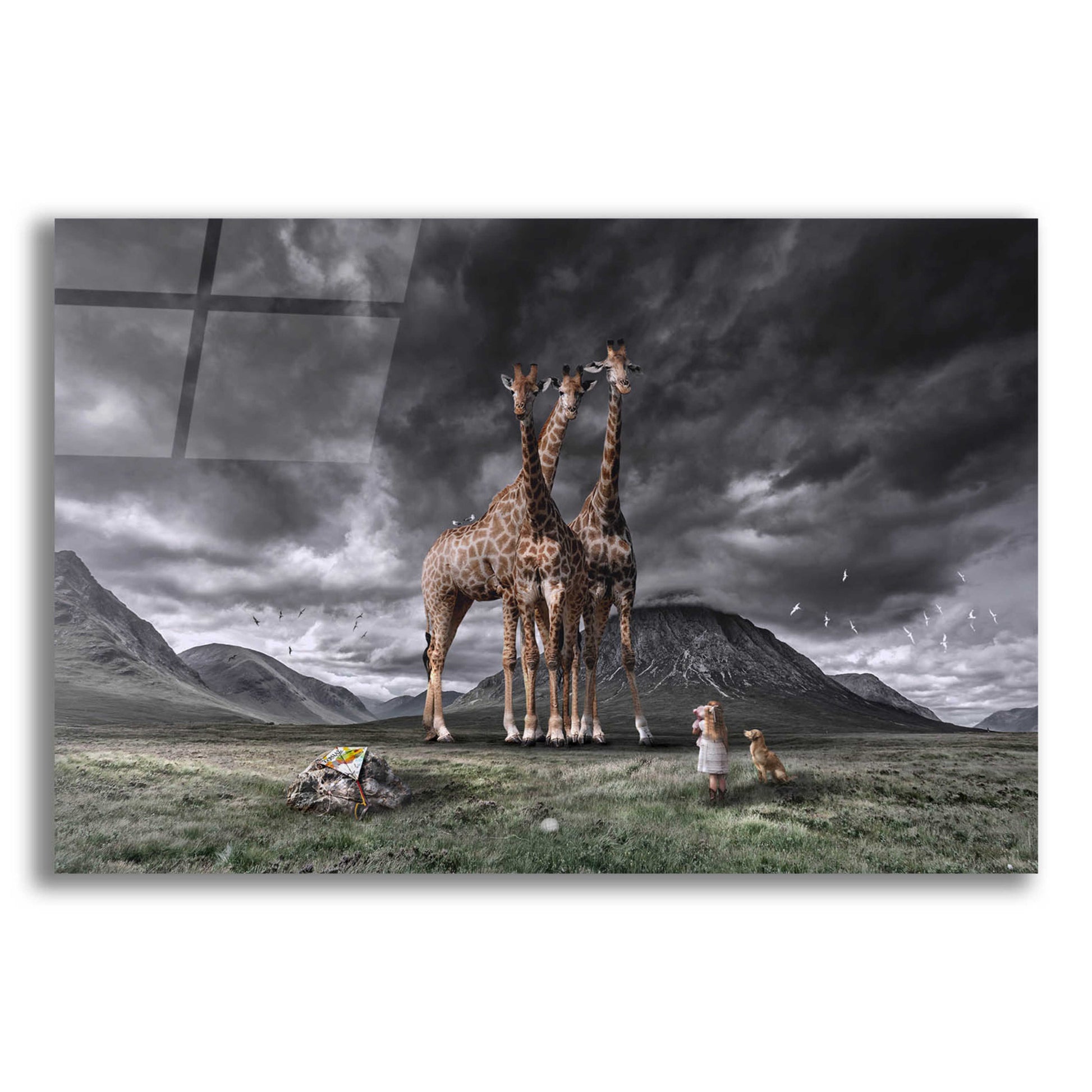 Epic Art 'Long Neck Scotland' by Alan, Acrylic Glass Wall Art,16x12