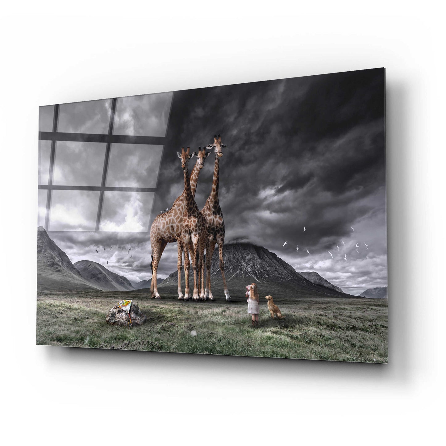 Epic Art 'Long Neck Scotland' by Alan, Acrylic Glass Wall Art,24x16