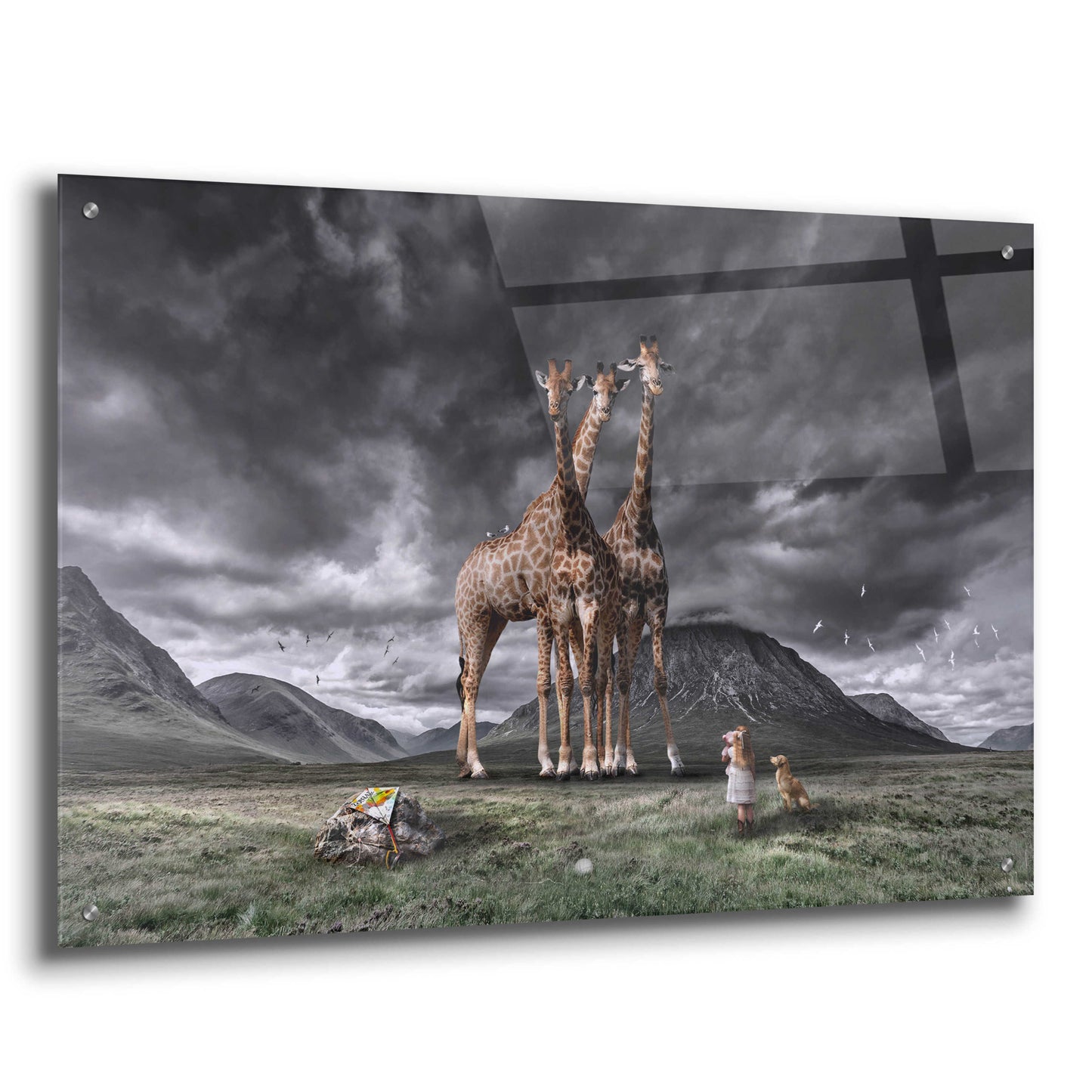 Epic Art 'Long Neck Scotland' by Alan, Acrylic Glass Wall Art,36x24