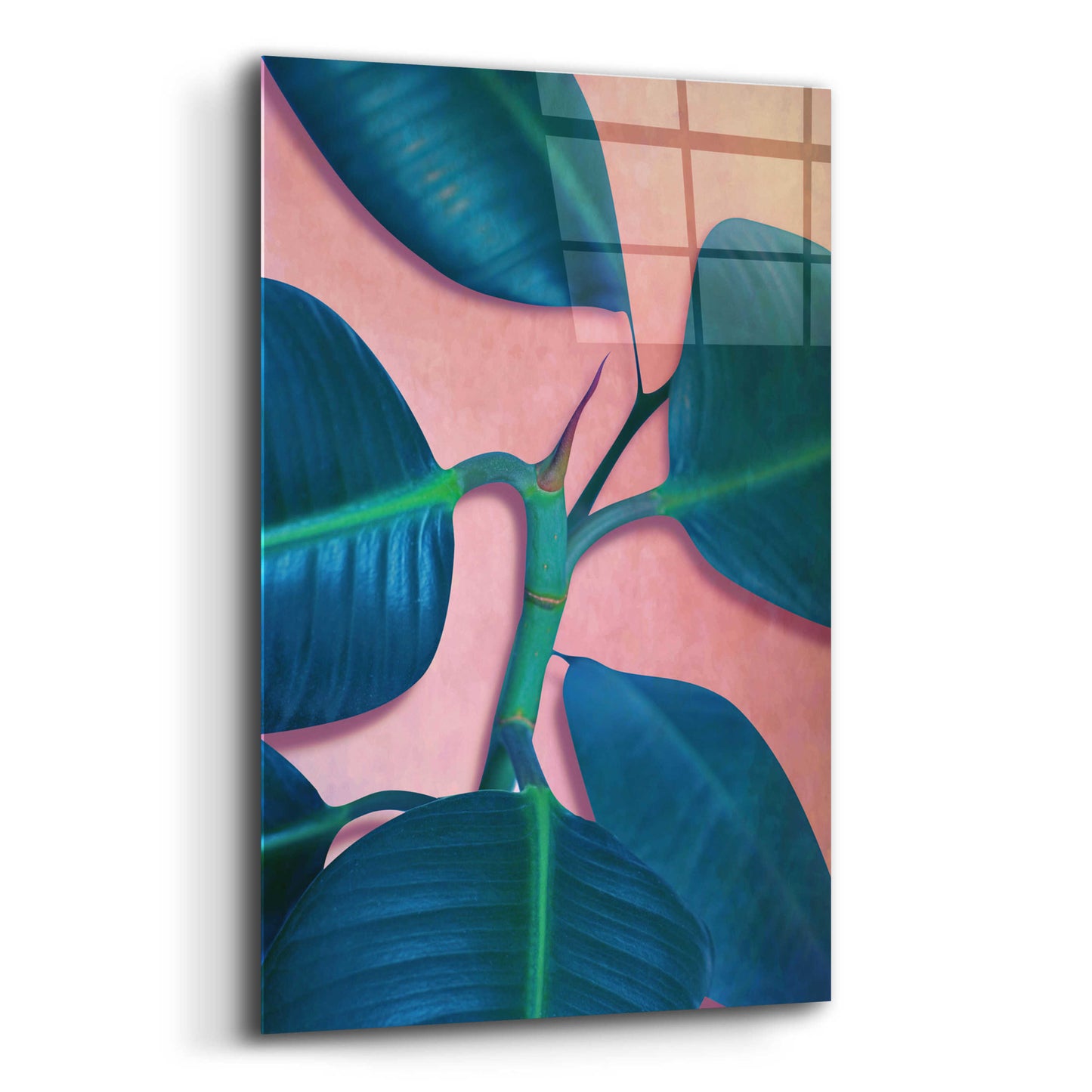 Epic Art 'Ficus Elastica' by Mark Ashkenazi, Acrylic Glass Wall Art,12x16